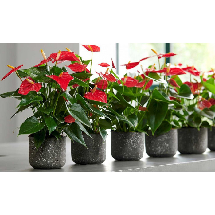 Антуриумы в Щучинске