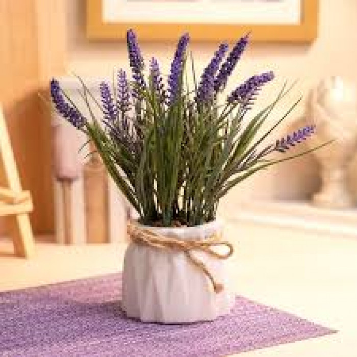 Лаванда в Щучинске