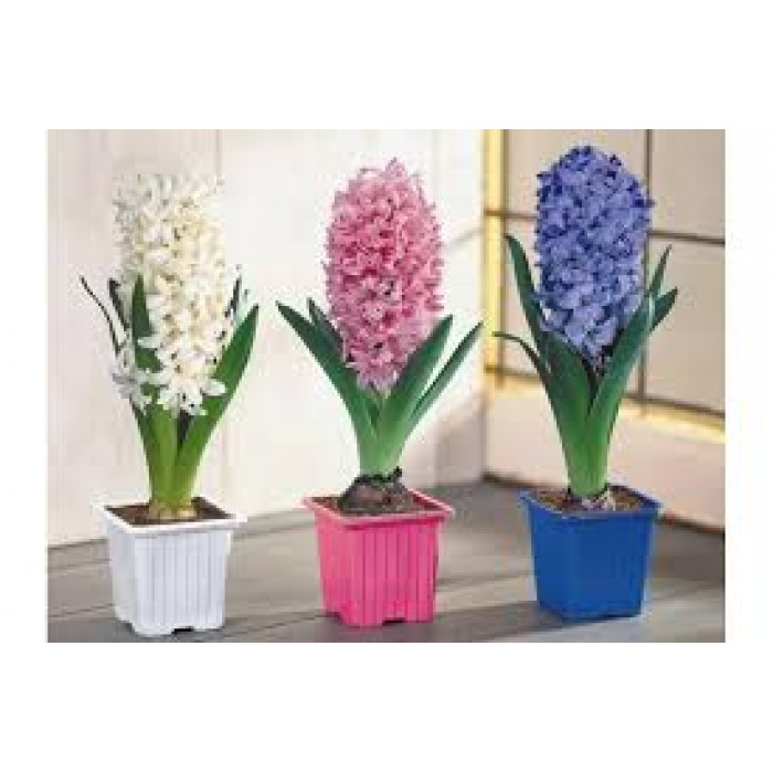 Гиацинты в Щучинске