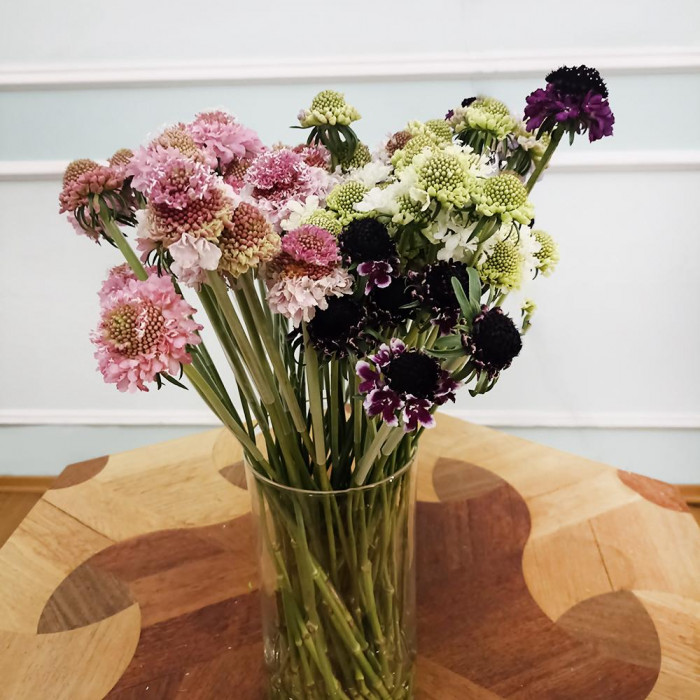 Скобиоза в Щучинске