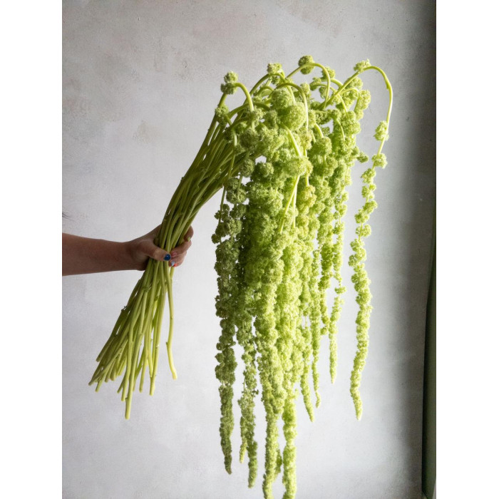 Амарантус в Щучинске