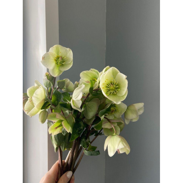 Хелеборус в Щучинске