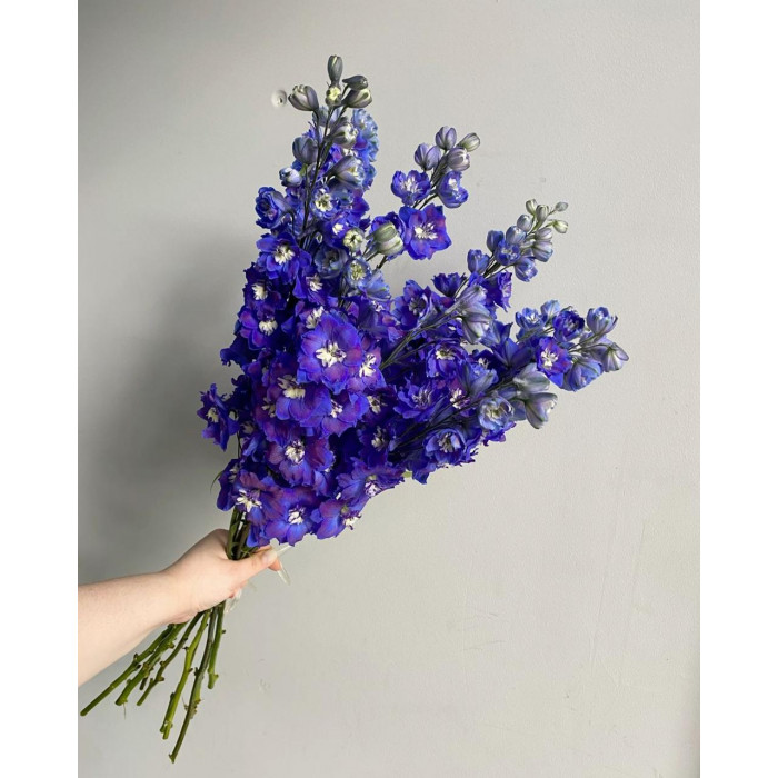 Делфиниум в Щучинске