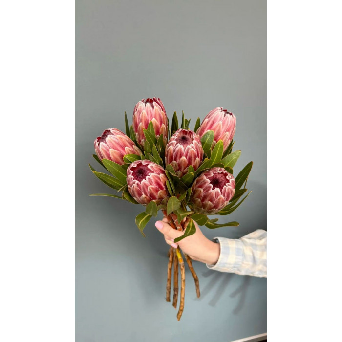 Протея в Щучинске