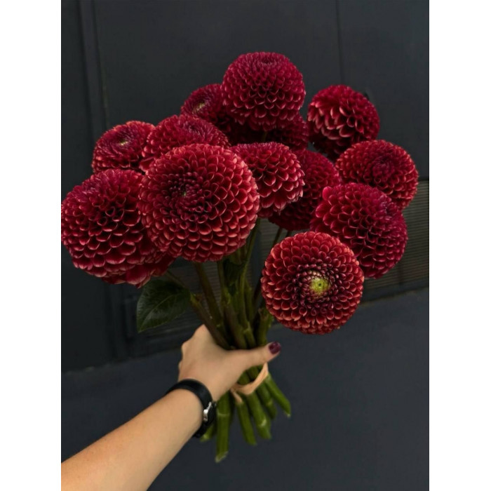 Георгины в Щучинске