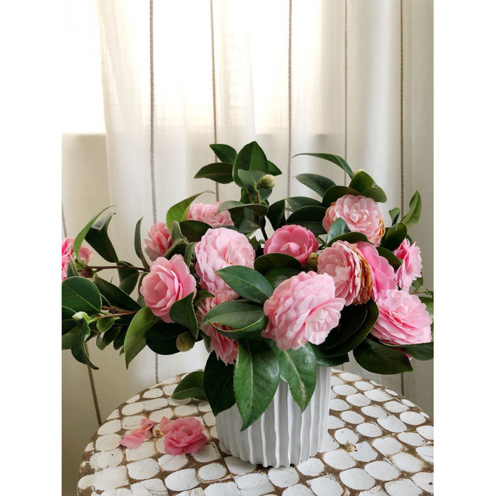 Камелия в Щучинске