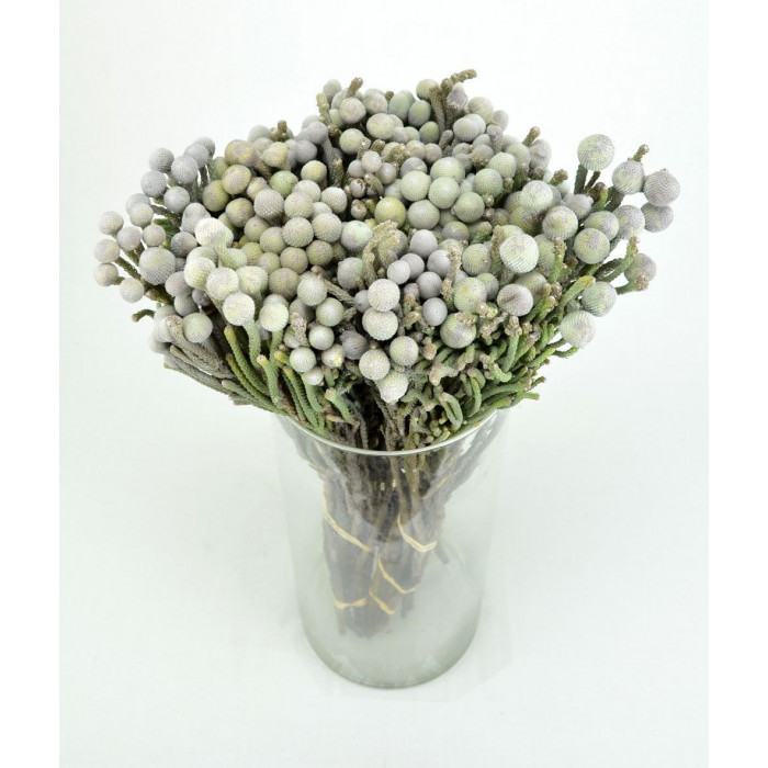 Бруния в Щучинске