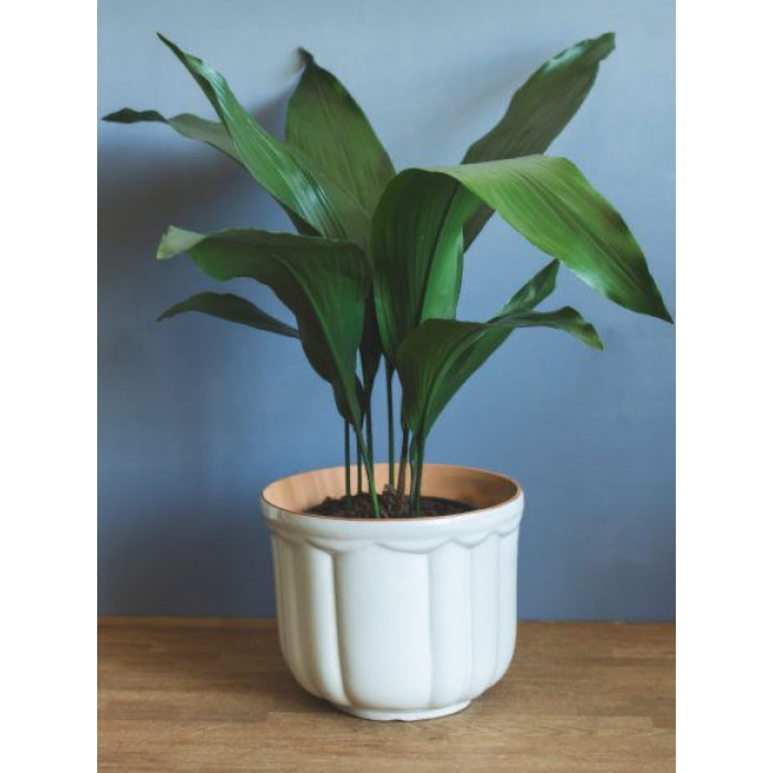 Аспидистра в Щучинске