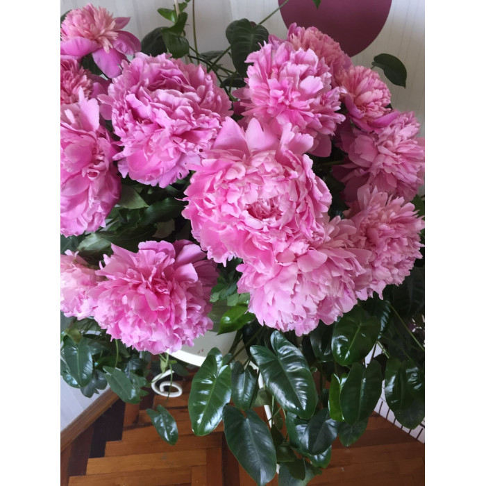 Пион древовидный в Щучинске