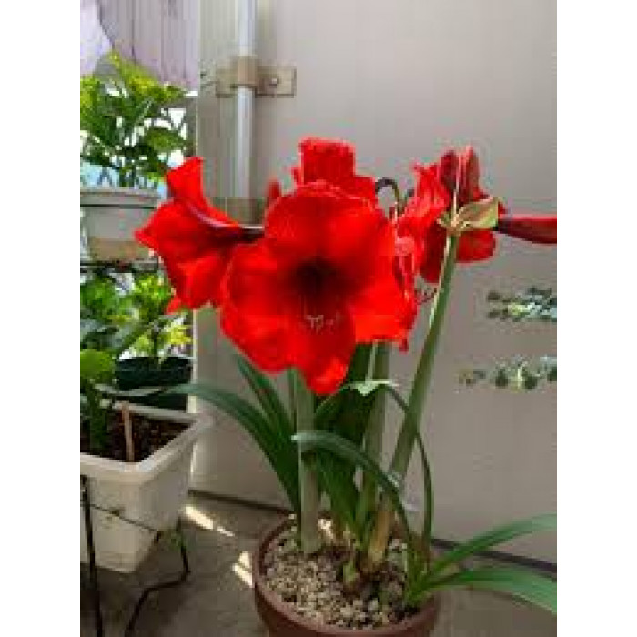 Амариллис в Щучинске