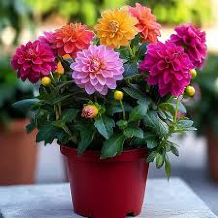 Георгины в Щучинске