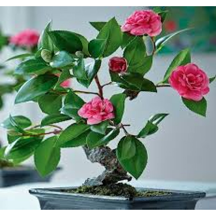 Камелия в Щучинске