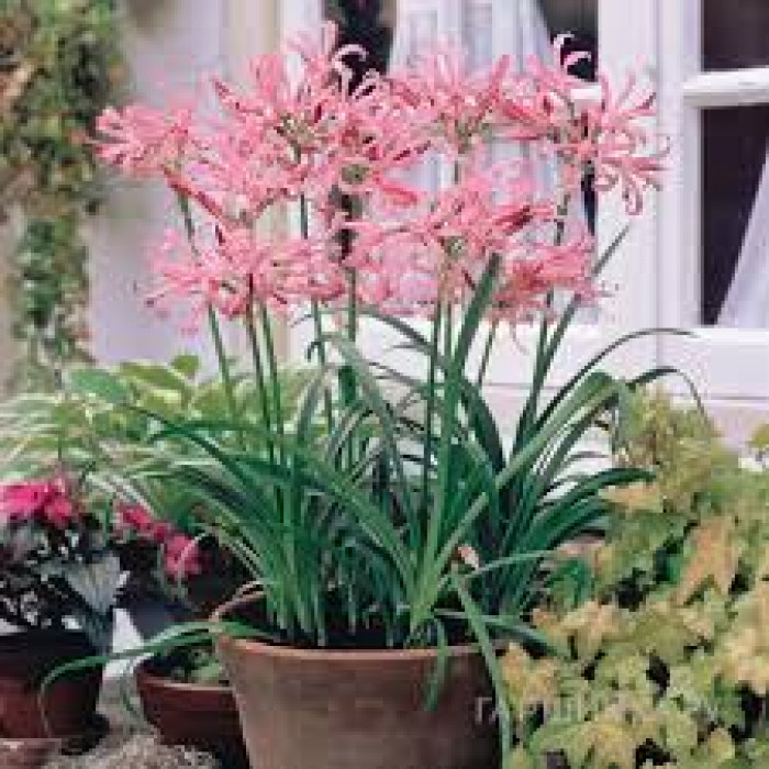 Нерине в Щучинске