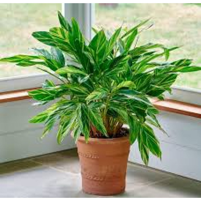 Альпиния в Щучинске