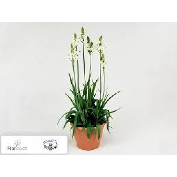 Орнитогалум в Щучинске