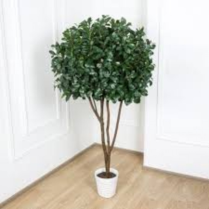 Рускус в Щучинске